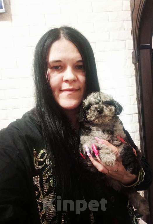 Собаки в Брянске: Шикарные щенки той пуделя🥰 Девочка, 40 000 руб. - фото 2