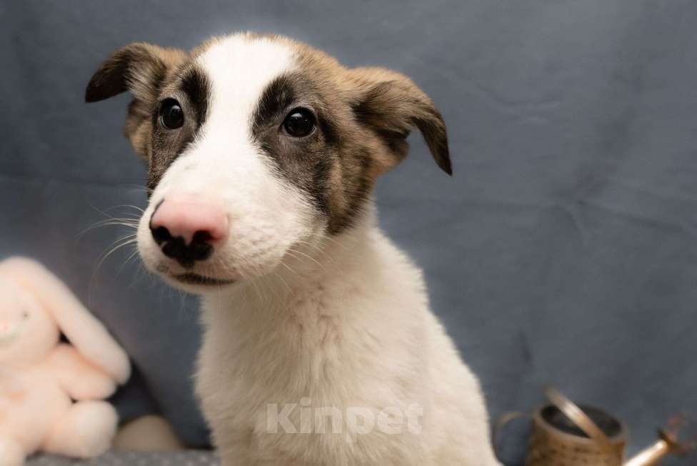 Собаки в Москве: Жду тебя, хозяин Девочка, 10 руб. - фото 3