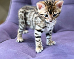 Кошки в Евпатории: Бенгальские котята ben 24 Мальчик, 30 000 руб. - фото 1
