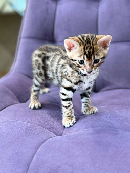 Бенгальские котята ben 24