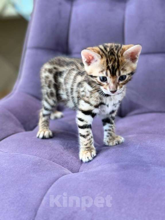 Кошки в Евпатории: Бенгальские котята ben 24 Мальчик, 30 000 руб. - фото 1