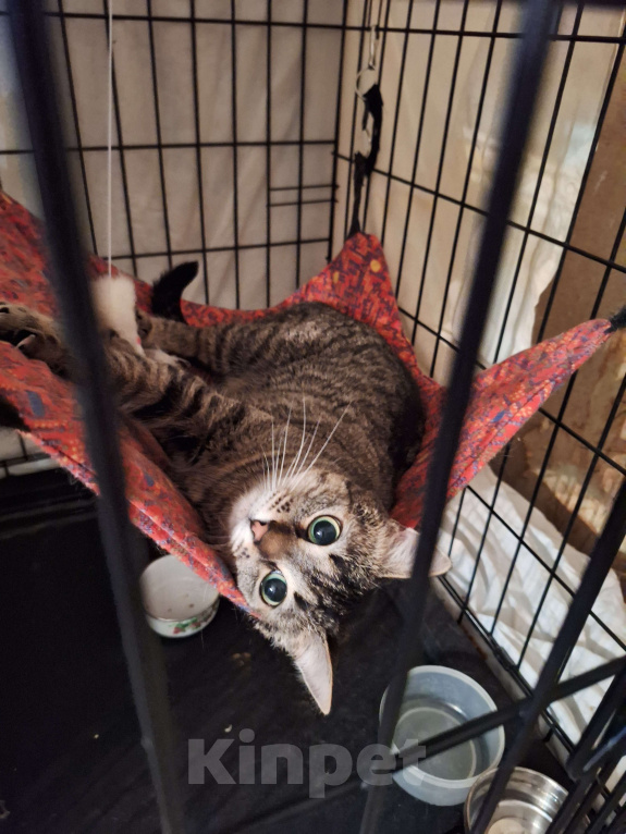 Собаки в Москве: Ласковая, игривая кошка Пикси ищет дом Девочка, Бесплатно - фото 5