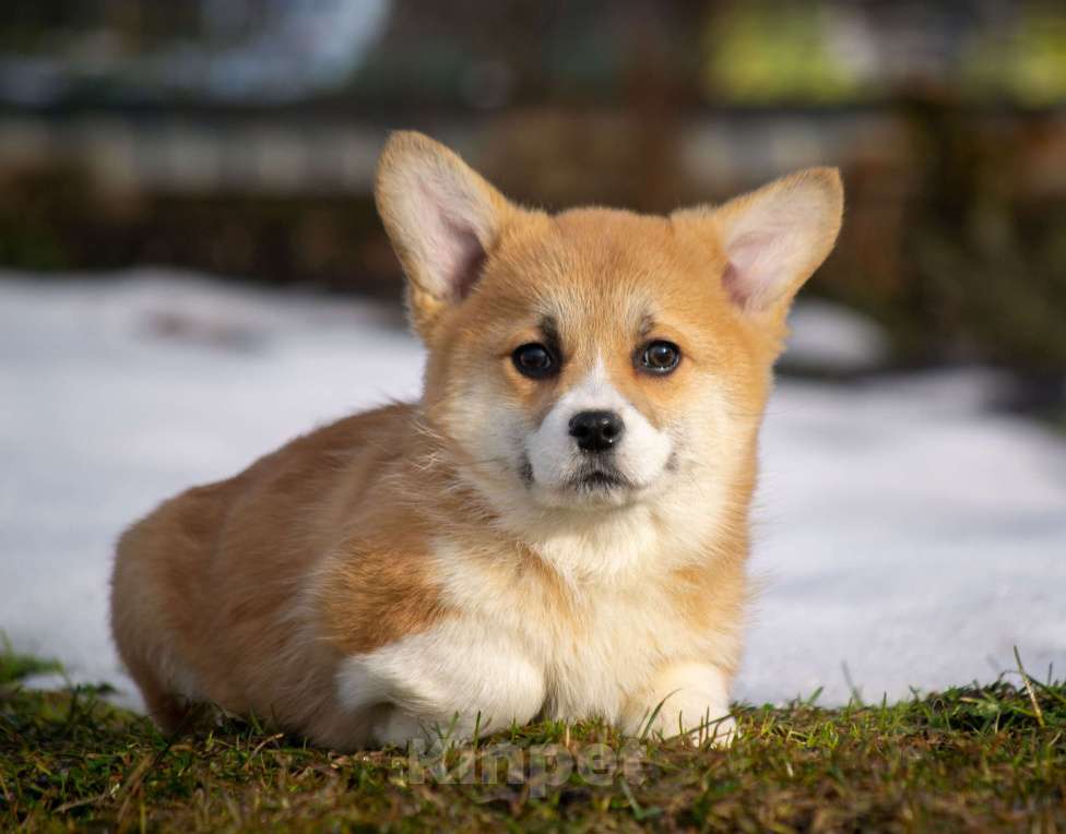 Собаки в Вологде: Щенки Вельш корги пемброк Разнополые, 80 000 руб. - фото 3