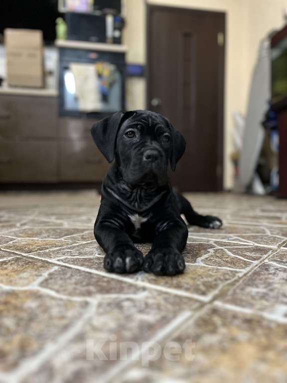 Собаки в Москве: Щенки кане корсо Девочка, 140 000 руб. - фото 3