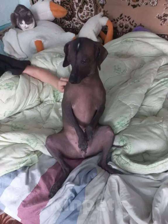 Собаки в других городах Ставропольского края: Отдам в добрые руки собаку Девочка, Бесплатно - фото 2