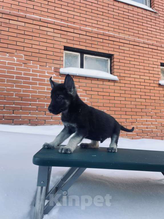 Собаки в Туле: Кобель ВЕО Мальчик, 60 000 руб. - фото 2