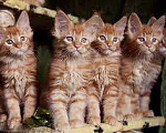 Кошки в Кызыле: Благородные Мейн Куны Мальчик, Бесплатно - фото 1