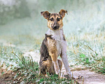 Собаки в Москве: Малышка Тэнси, молодая некрупная собачка в добрые руки Девочка, Бесплатно - фото 5