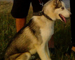 Собаки в Якутске: Опытный кобель хаски ищет подругу для вязки Мальчик, 5 000 руб. - фото 1