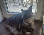 Кошки в Кингисеппе: Мейн-кун, кошка, 3 000 руб. - фото 7