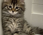 Кошки в Перми: Сибирский котенок Мальчик, 35 000 руб. - фото 4