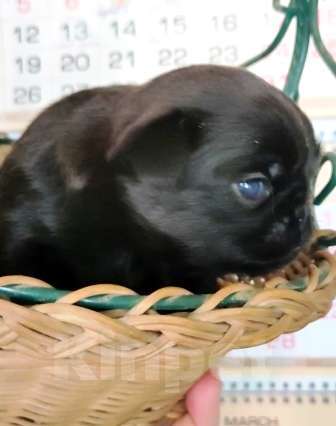 Собаки в Москве: Щенки пти брабансона мальчики и девочка на март Мальчик, 40 000 руб. - фото 2