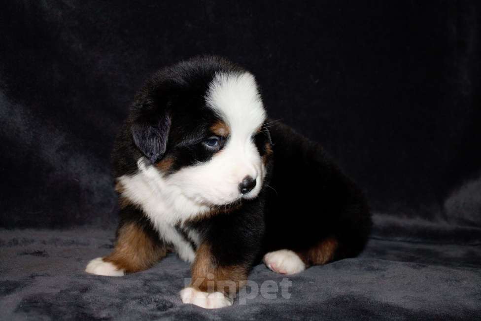 Собаки в других городах Московской области: Бернский зенненхунд Мальчик, 100 000 руб. - фото 5