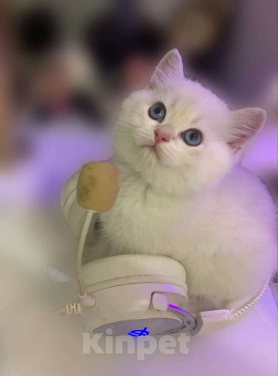 Кошки в Краснодаре: Котенок колорное золото ny 11 33 Мальчик, 20 000 руб. - фото 3