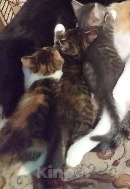 Кошки в Иркутске: Комочки счастья Девочка, Бесплатно - фото 3