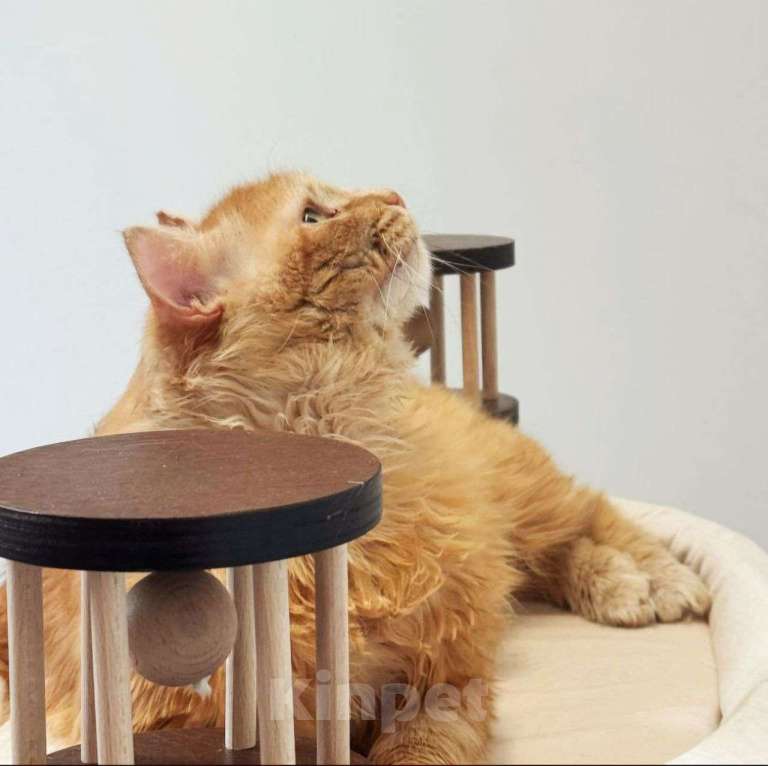 Кошки в Москве: Хозяева выкинули Твикса на улицу в мороз Мальчик, Бесплатно - фото 2