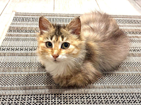 Маленькая Роза. Котенок в добрые руки.