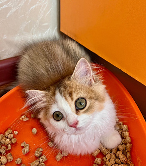 Золотой котенок