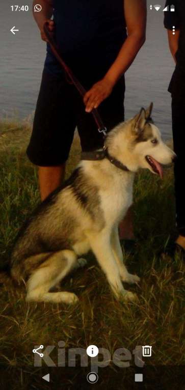 Собаки в Якутске: Опытный кобель хаски ищет подругу для вязки Мальчик, 5 000 руб. - фото 1