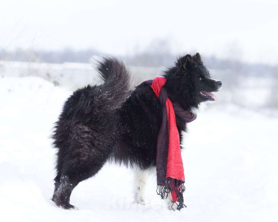 Собаки в Ногинске: Малыш - лохматое чудо в дар Мальчик, Бесплатно - фото 7