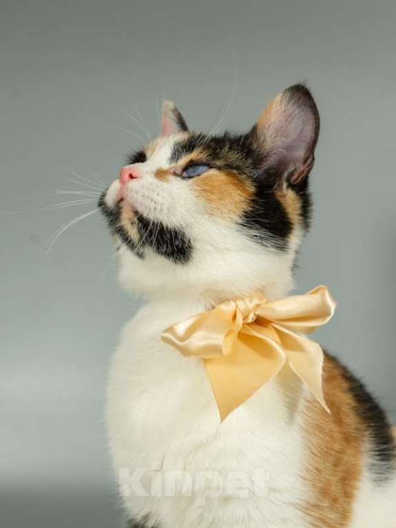 Кошки в Москве: Малышка Афина очень хочет домой Девочка, Бесплатно - фото 6