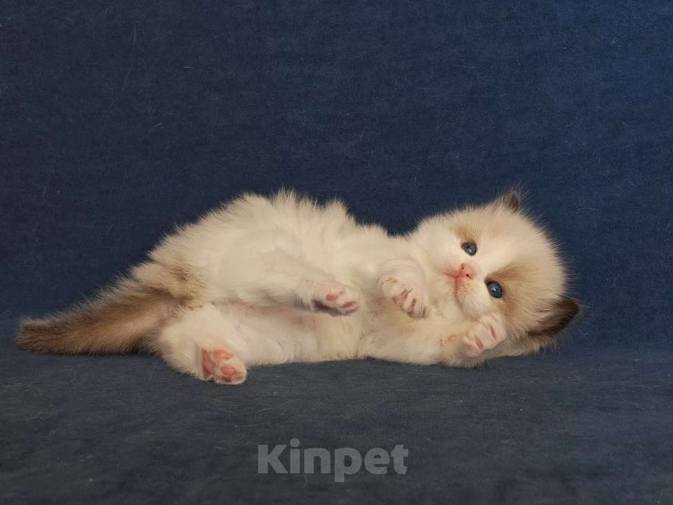 Кошки в Санкт-Петербурге: Мальчик рэгдолл Мальчик, 80 000 руб. - фото 3