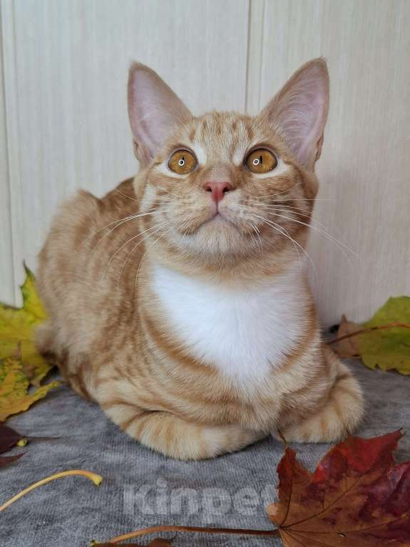 Кошки в Москве: Котёнок с глазами апельсинового цвета в добрые руки  Мальчик, Бесплатно - фото 5