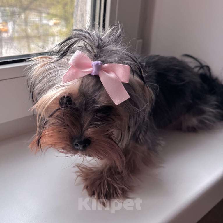 Собаки в Москве: Йоркширский терьер, девочка микро, бейби фейс Девочка, 45 000 руб. - фото 3