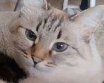 Кошки в Уфе: МАЛЫШКА ИЩЕТ ДОМ! Девочка, Бесплатно - фото 3