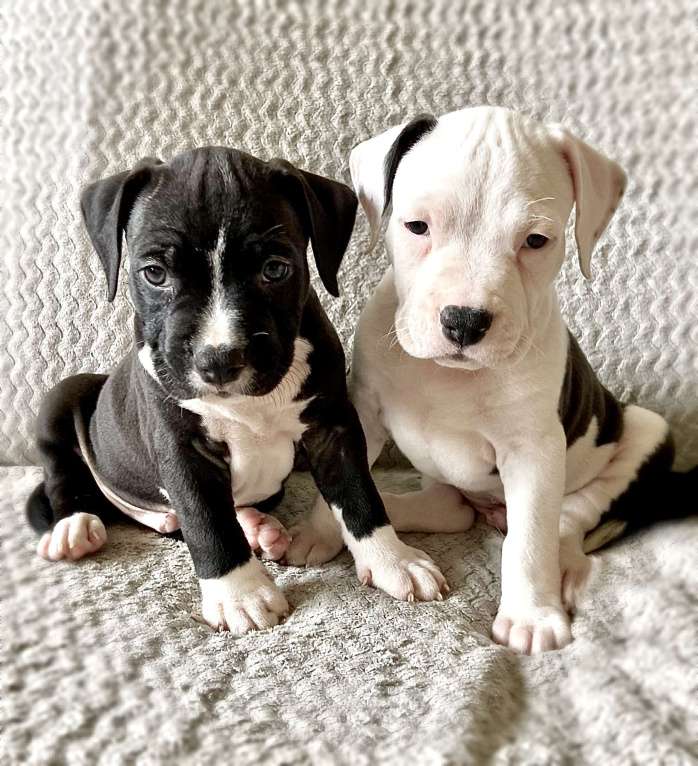 Собаки в Барнауле: Мальчики Стаффики Мальчик, 40 000 руб. - фото 6