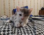 Кошки в Кемерово: Котята Разнополые, Бесплатно - фото 2