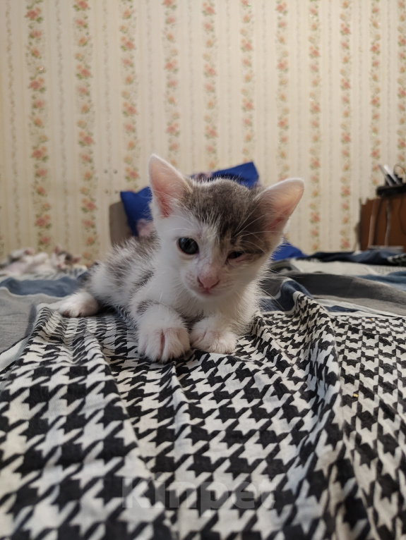 Кошки в Кемерово: Котята Разнополые, Бесплатно - фото 2