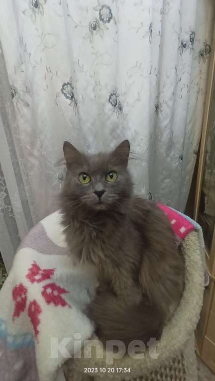 Кошки в Щербинке: Пропала кошка "Маша" Девочка, Бесплатно - фото 1