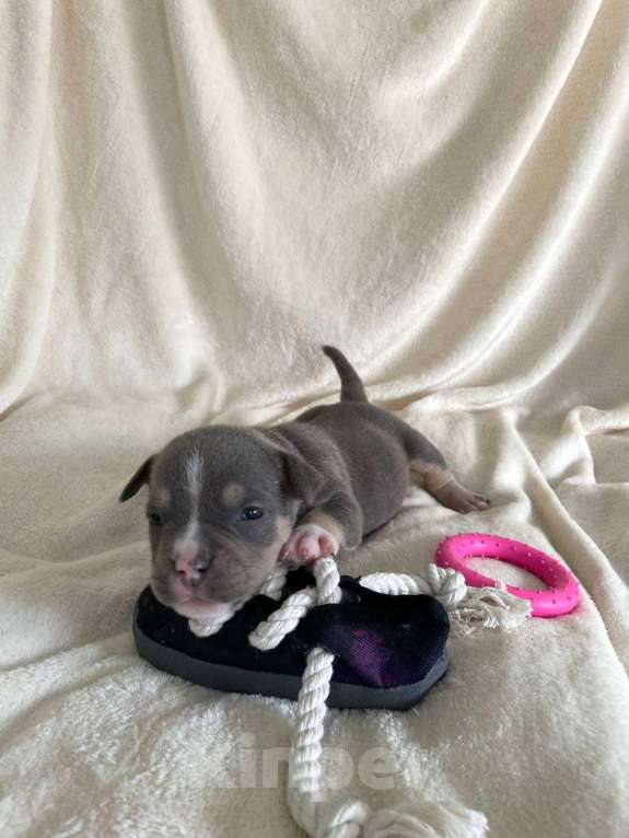 Собаки в Санкт-Петербурге: Щенок Американского булли sm_bulli Michigan Мальчик, 150 000 руб. - фото 2