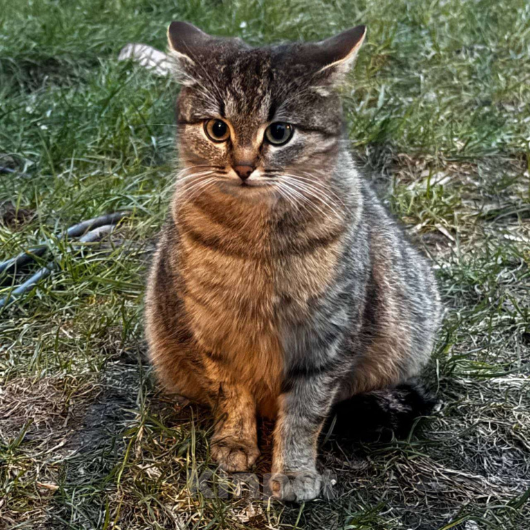 Кошки в Москве: Зеленоглазая кошка Маргошка мечтает о доме Девочка, Бесплатно - фото 2