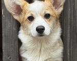 Собаки в Балашихе: Красивая девочка Вельш корги Пемброк Девочка, 50 000 руб. - фото 1