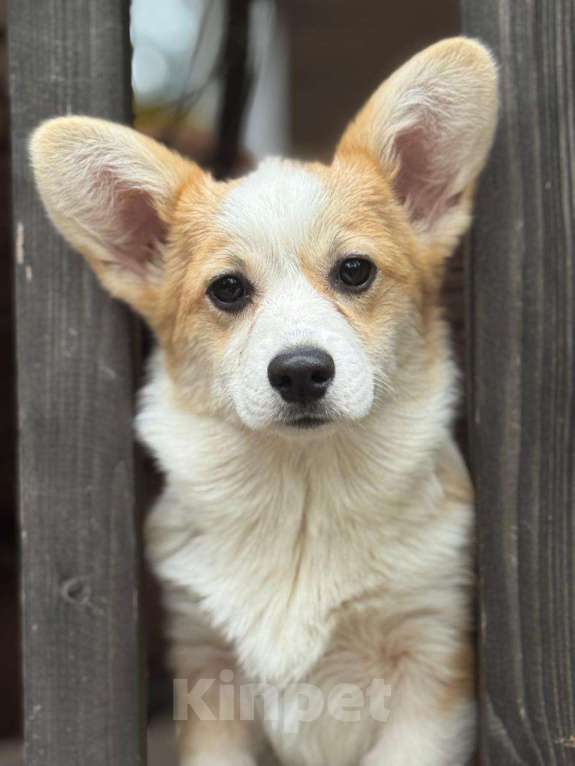 Собаки в Балашихе: Красивая девочка Вельш корги Пемброк Девочка, 50 000 руб. - фото 1