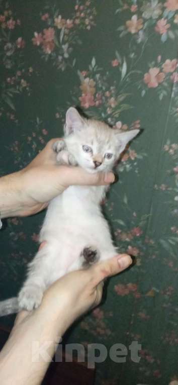 Кошки в Волгограде: Котенок кошка, львиный окрас. В добрые руки. Девочка, Бесплатно - фото 2