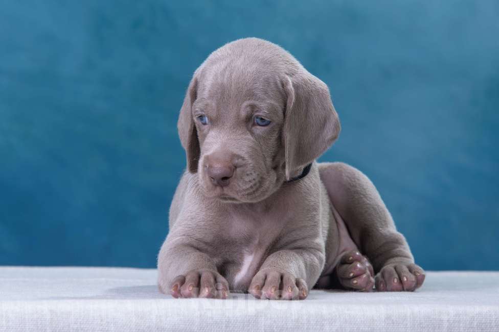 Собаки в Видном: Щенки Веймаранера  Мальчик, 100 000 руб. - фото 5