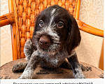 Собаки в Владивостоке: Продаются щенки немецкой жёстко-шёрстной континентальной легавой породы дратхаар Девочка, 35 000 руб. - фото 7