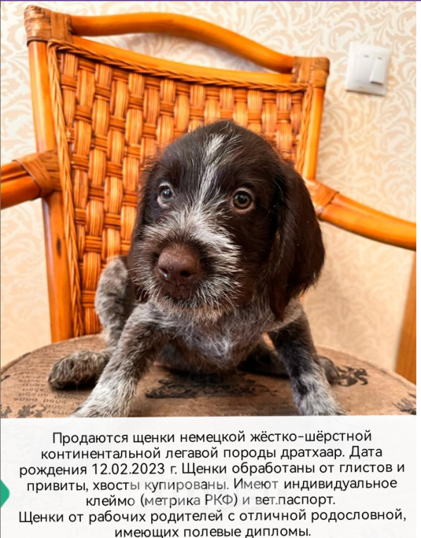 Собаки в Владивостоке: Продаются щенки немецкой жёстко-шёрстной континентальной легавой породы дратхаар Девочка, 35 000 руб. - фото 7