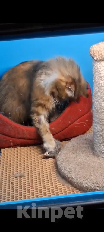 Кошки в Санкт-Петербурге: Кошечка Девочка, Бесплатно - фото 4