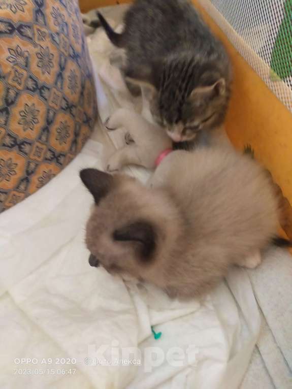 Кошки в Пушкино: Котята Девочка, 1 руб. - фото 2