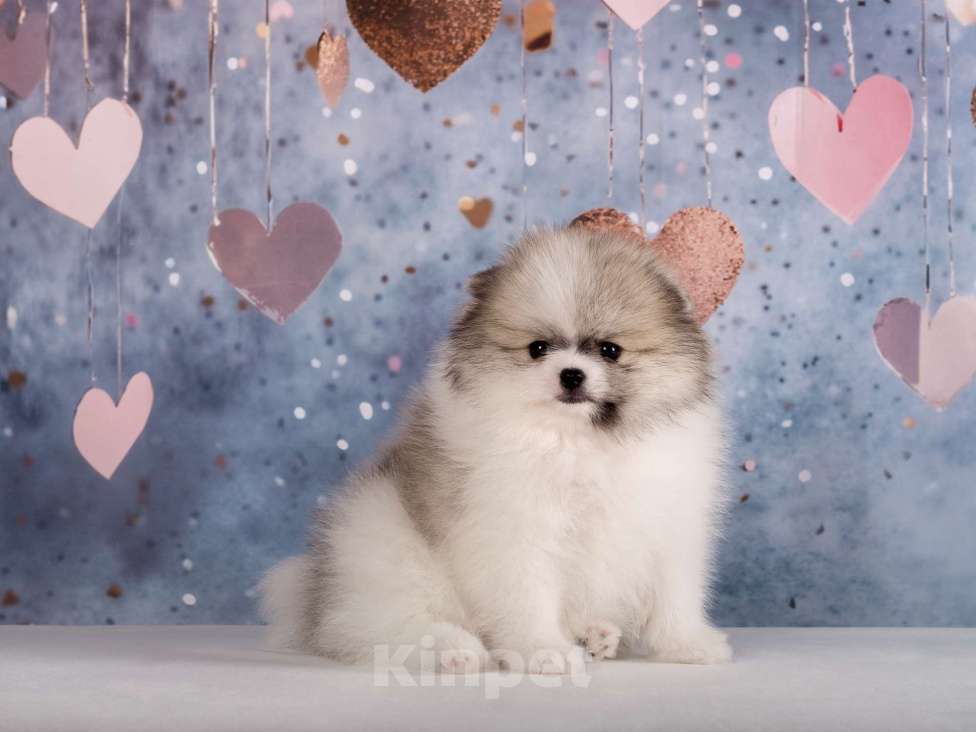 Собаки в Москве: Немецкий шпиц, щенок Девочка, 90 000 руб. - фото 4