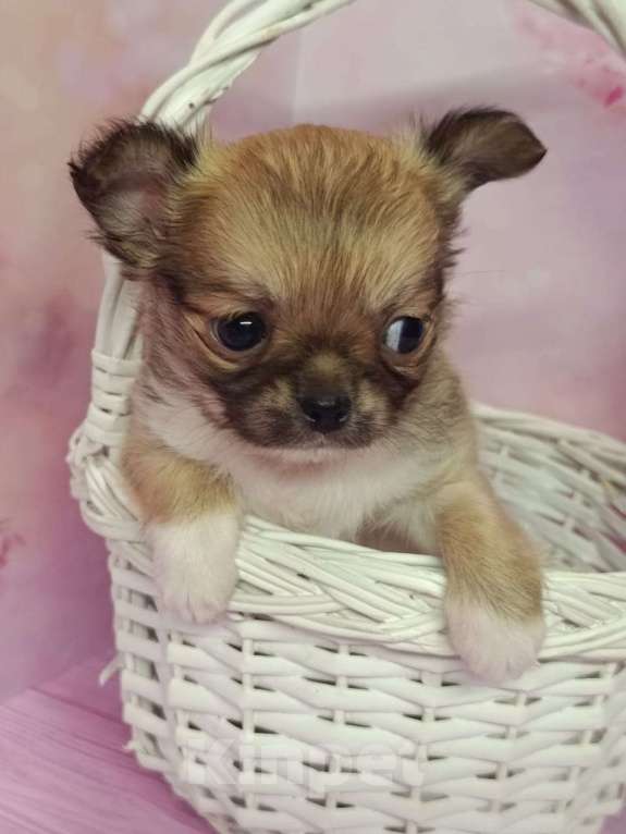 Собаки в других городах Московской области: Кузенька Мальчик, 45 000 руб. - фото 2