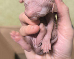 Кошки в Санкт-Петербурге: Котята донского сфинкса Разнополые, 17 000 руб. - фото 3