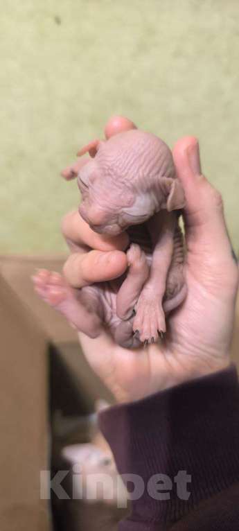 Кошки в Санкт-Петербурге: Котята донского сфинкса Разнополые, 17 000 руб. - фото 3