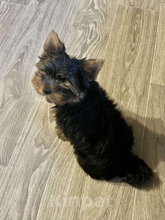 Собаки в Санкт-Петербурге: Йорк Мальчик стандарт  Мальчик, 40 000 руб. - фото 9