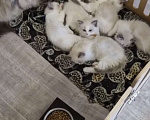 Кошки в Москве: Котята Рэгдолл Мальчик, 40 000 руб. - фото 2