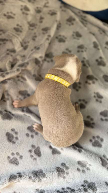 Собаки в Санкт-Петербурге: Девочка 🩷 Девочка, 40 000 руб. - фото 5